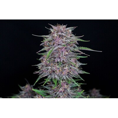 FastBuds Banana Purple Punch 10 pcs