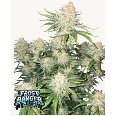 FastBuds Frostbanger Auto 5 pcs