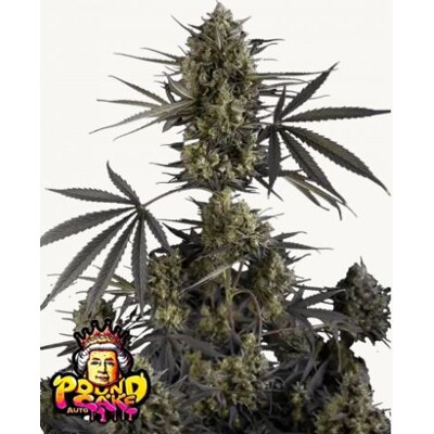 FastBuds Pound Cake Auto 5 pcs