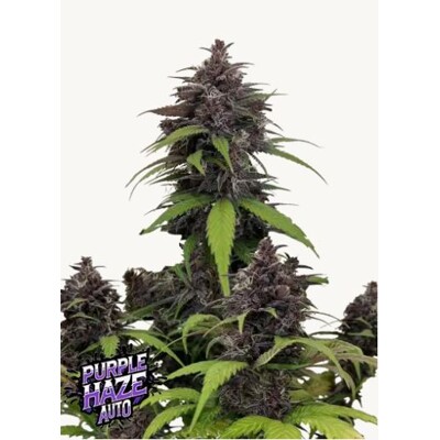 FastBuds Purple Haze Auto 3 pcs