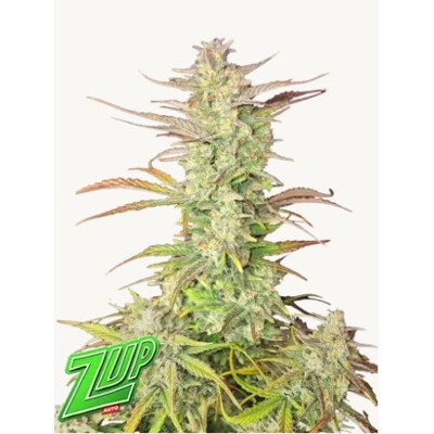 Fastbuds Z-Up 3 pcs