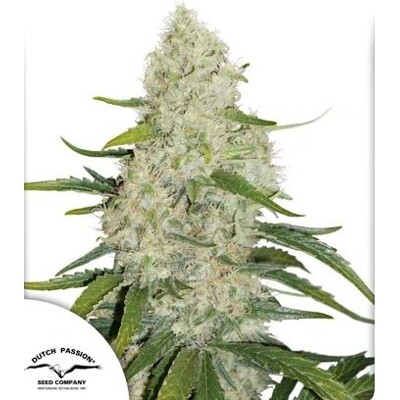 Dutch Passion Seed Company Auto Think Big 3 pcs