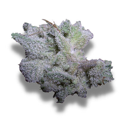 Growers Choice Brain Damage 3 pcs