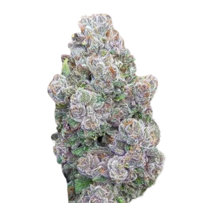 Growers Choice Mimosa Gusher 3 pcs