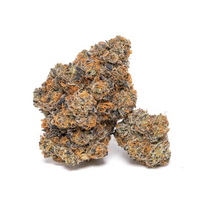 Growers Choice King Louis Garcia 3 pcs