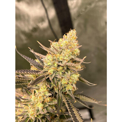 Growers Choice Cherry Zoap auto 3 pcs