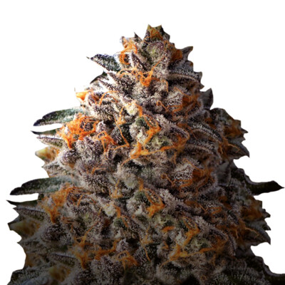 Growers Choice Bruce Banner 3 pcs