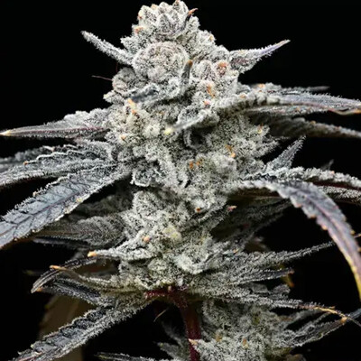 Barney&#039;s Farm Lemon Cherry Gelato 3 pcs
