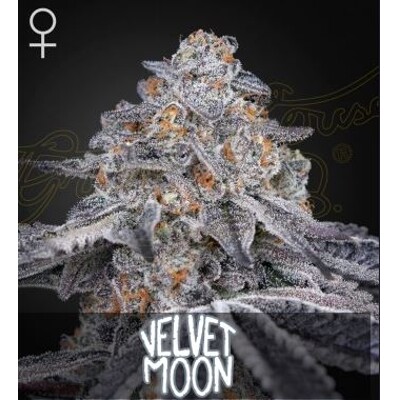 Green House Seed Co. Velvet Moon 5 db