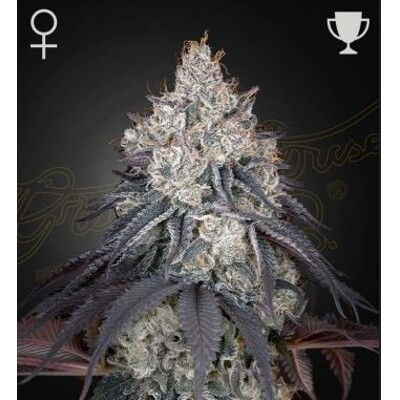 Green House Seed Co. Lemon Orange 10 db
