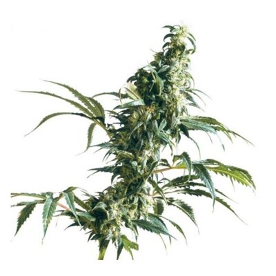 Sensi Seeds Mexican Sativa 10 db