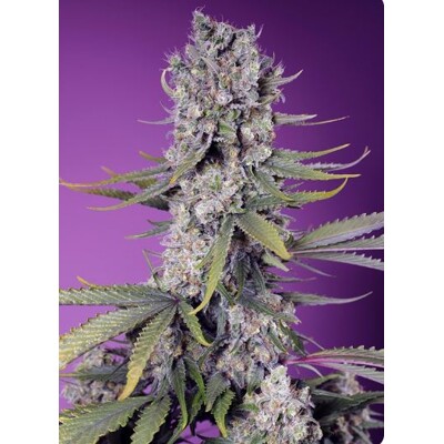 Sweet Seeds Papaya Zoap F1 Fast Version 3 pcs