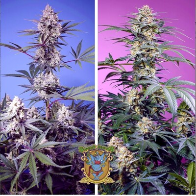Sweet Seeds Sweet Monster Mix 4 db