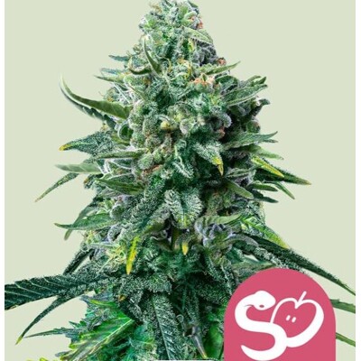 Royal Queen Seeds Forbidden Fruit 3 pcs