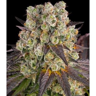 Barney&#039;s Farm Purple Punch x Lemon Drizzle 3 pcs