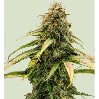 Royal Queen Seeds Epsilon F1 5 db