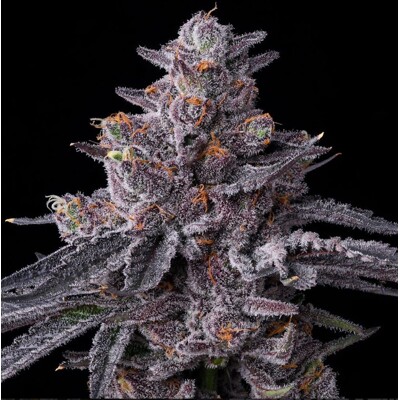 Barney&#039;s Farm Zillions 3 ks