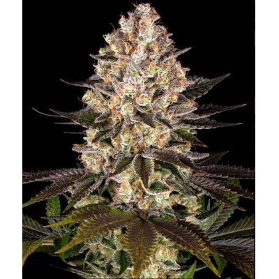 Barney&#039;s Farm Hindu Kush 5 ks