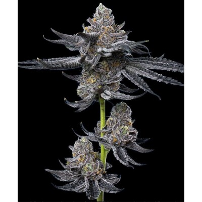 Barney&#039;s Farm LFG 5 ks