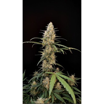 FastBuds Original Critical 10 pcs