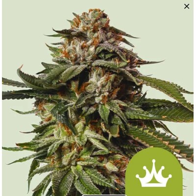 Royal Queen Seeds Special Queen 1 Auto 5pcs