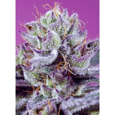 Sweet Seeds Diablos Delight XL Auto 5 db