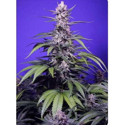 Sweet Seeds Permanent Marker XL Auto 5 db
