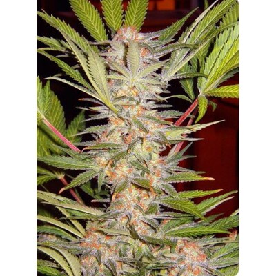 Sweet Seeds S.A.D. Sweet Afgani Delicious F1 5+2 pcs