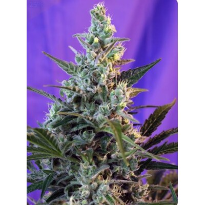 Sweet Seeds Sweet Skunk Auto 5 db