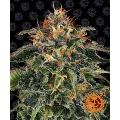 Barney's Farm Moby Dick 5 +5 pcs