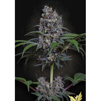 Paradise Seeds Sweetopia 5 ks