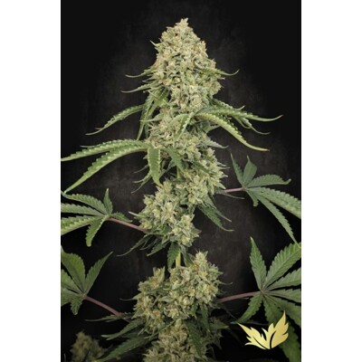 Paradise Seeds Tropical Fruit Cake 3 ks
