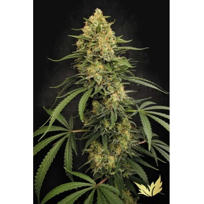 Paradise Seeds Zesty Bliss 3 pcs