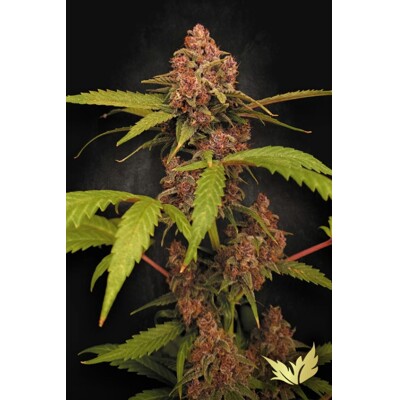Paradise Seeds Banana Purple Auto 3 ks