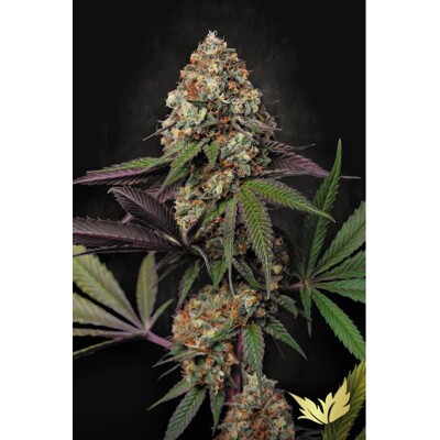 Paradise Seeds Caramba 3 db