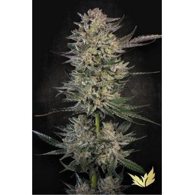 Paradise Seeds Candy Breath 3 db