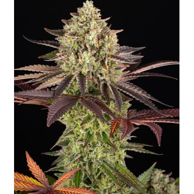 Barney's Farm Apple Fritter  5 db