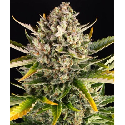 Barney's Farm Strawberry Cheescake Auto 3 ks