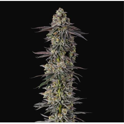 GrowersChoice Mimosa Gusher 5 pcs