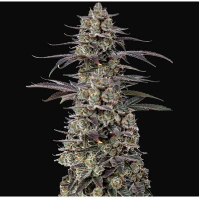 GrowersChoice Tropicana Cherry 5 pcs