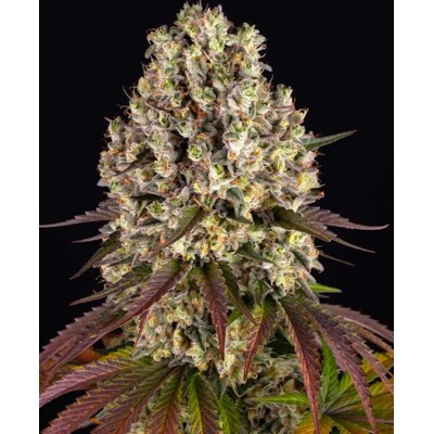 Barney's Farm Sour Diesel 3 ks