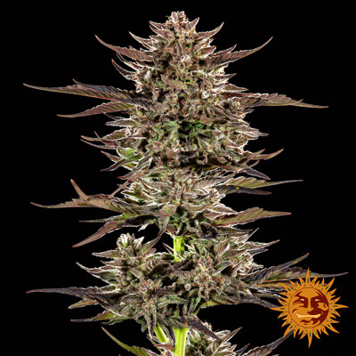 Barney's Farm Frosted Zinn x 3 Bears OG Auto 5 db
