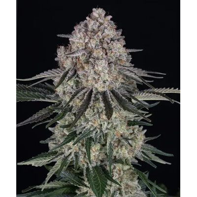 Barney's Farm Sour Diesel Auto 5 db