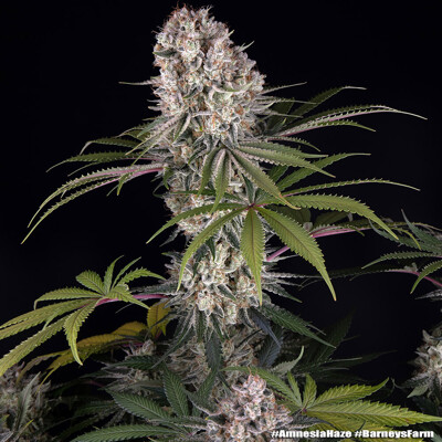 Barney's Farm Amnesia Haze 5 db