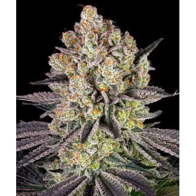 Barney's Farm Runtz 5 seeds