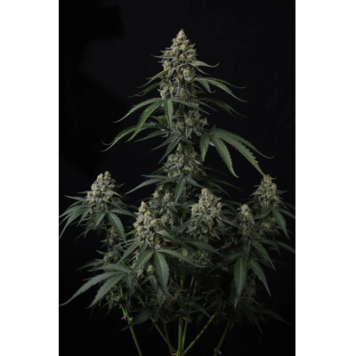FastBuds Banana Cherry Cookies 3 db