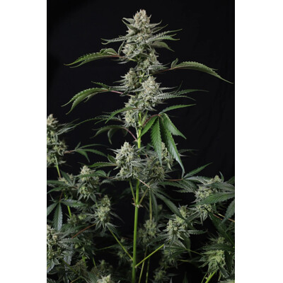 FastBuds Banana Guava 5 db