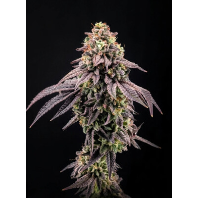 FastBuds Biscotti Gelato 3 ks