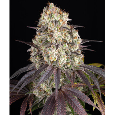 Barney's Farm Gary Payton 5+5 seeds