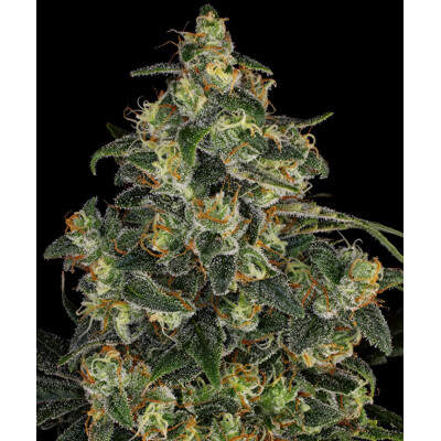 Barney's Farm Blue Gelato 41 10 + 10 ks